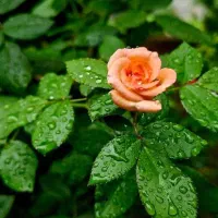 زمین مسکونی