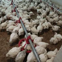 کارگر باسابقه جهت کار در مرغداری تمام اتوماتیک|استخدام صنعتی، فنی، مهندسی|قیدار, |دیوار