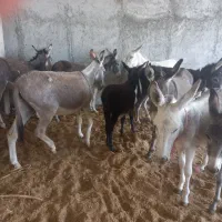 تعدادی الاغ ماده وکره دار گله ای