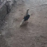 کفتر|پرنده|بوکان, |دیوار