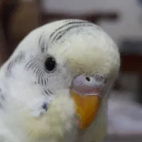 مرغ عشق نر ماده