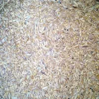 گندم دیمی گنداب