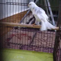 قناری نر ابلغ