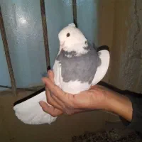 کبوتر دم سفید کربلایی طوقی|پرنده|خاش, |دیوار