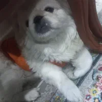 سگ پیکینیزنر