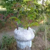 سرشاخه کاری و تغییر تاج گردو