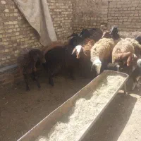 میش و بره ماده