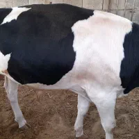 گوساله نر چاق|حیوانات مزرعه|شیراز, زرگری|دیوار