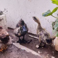 جوجه و اردک