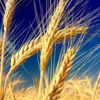 فروش گندم امید