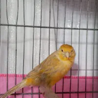 قناری.|پرنده|محمدشهر, عباس آباد|دیوار