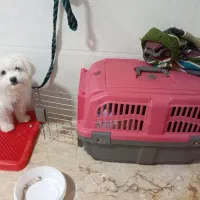 سگ خانگی نژاد اشپیتز|سگ|بروجن, |دیوار