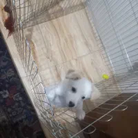 اشپیتز پامر