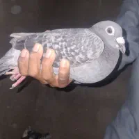 پلاکی