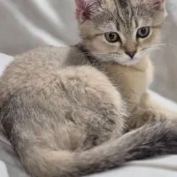 گربه بریتیش گلد ماده