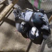 ۴ عدد کبوتر باهم میفروشم