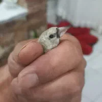 فروش ۸  تا نر سهره آص و خاص|پرنده|اصفهان, بهارستان|دیوار