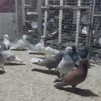 کفتر سینه سبز و سوسنی و دم سفید و دمبی و ابی