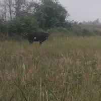 لیشه