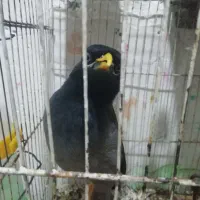 پرنده میناهست