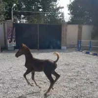 کره مادیون درهشوری