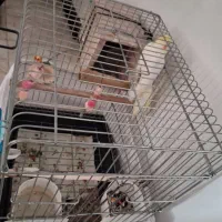 عروس هلندی نر|پرنده|تهران, دستغیب|دیوار