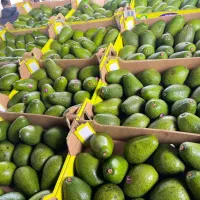 میوه آواکادو