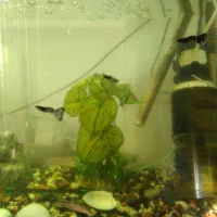 آکواریوم|ماهی|بروجرد, |دیوار