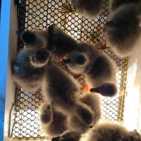 جوجه غاز سه  روزه