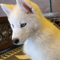 سگ هاسکی اصلی