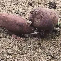 یک جفت سرخ کاکلی پرپا مخصوص جفتگا