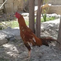 ماکیان و خروس لاری