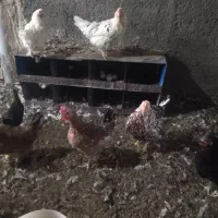 مرغ کپ،مرغ سیاه،خروس گلین،جوجه