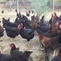 ۱۰ عدد نیمچه ۴ ماهه جهادی کاملا سرحال