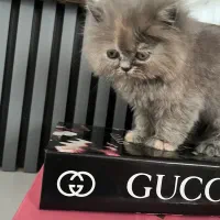 گربه پرشین|گربه|کرمانشاه, |دیوار