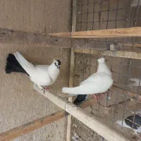 کبوتر دم ذغالی کاکلی|پرنده|تهران, افسریه شمالی|دیوار