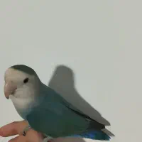 طوطی برزیلی|پرنده|قروه, |دیوار