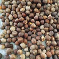 بذر ، میوه ، نهال آواکادو پیوندی