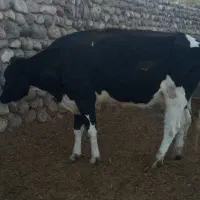 گاو ماده شیری فروشی|حیوانات مزرعه|خاش, |دیوار