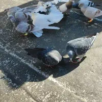 کفتر بوم ۱۴تایی الوند