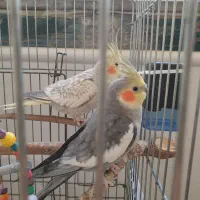 فروش عروس هلندی