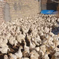 انواع جوجه بوقلمون و تخم نطفه دار بوقلمون