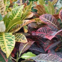 کاج مطبق لیراتا سانس،گلد فلیم،شمشیری، بنسای