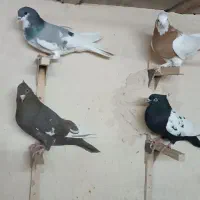 ماده سینه|پرنده|شیراز, دست خضر|دیوار