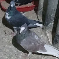 ۸تاکفتر پرشی خوش خال سودار۱ملیون|پرنده|مشکیندشت, |دیوار