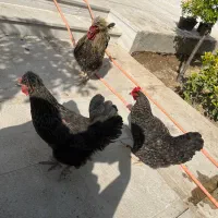 مرغ و خروس