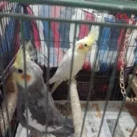 معاوضه عروس با برزیلی|پرنده|لنگرود, |دیوار