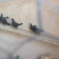 کبوتر|پرنده|برخوار, |دیوار