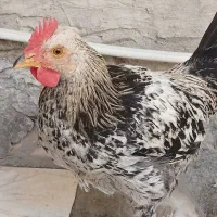 خروس گلین