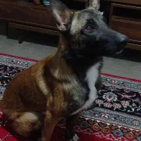 سگ مالینویز جهت کشش